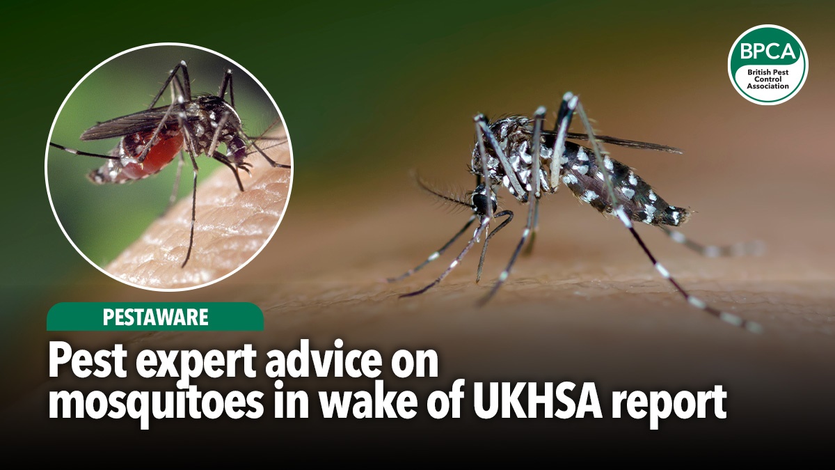 Pest-expert-advice-on-mosquitoes-in-wake-of-UKHSA-report-hero